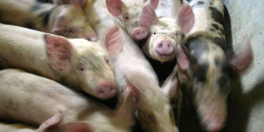 pigs rushing